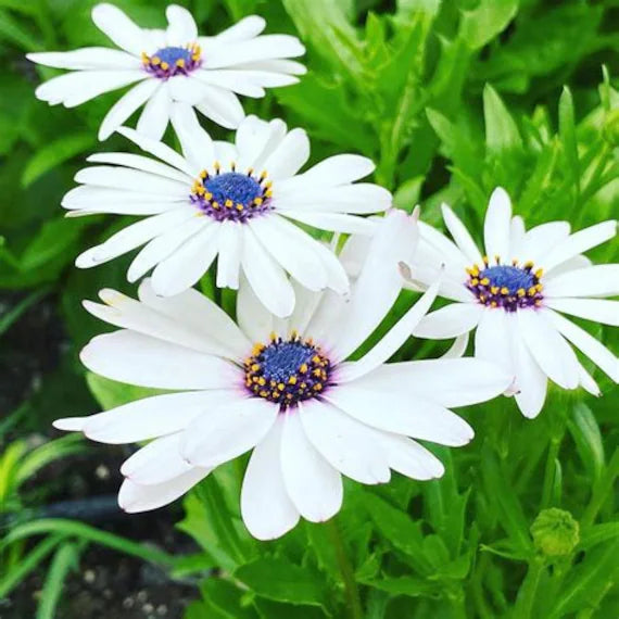 Heirloom Non-GMO White Arctotis Flower Seeds for Elegant Garden Displays and Outdoor Planting