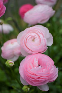 Ranunculus- Amandine Marshmallow (Corm)