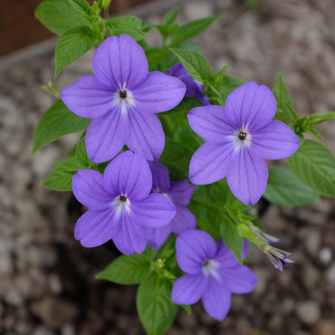 Heirloom Violet Browallia Flower Seeds – Non-GMO Seeds for Shade-Loving Garden Planting