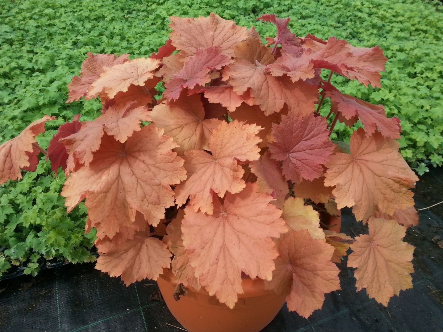 Mega Caramel Heuchera