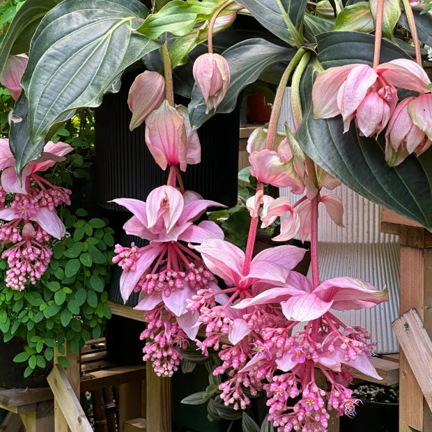 Heirloom Medinilla Flower Seeds, Non-GMO Tropical Pink Blooms for Exotic Garden Planting