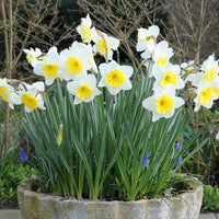 Ice Follies Revue Daffodil Mixture Seeds