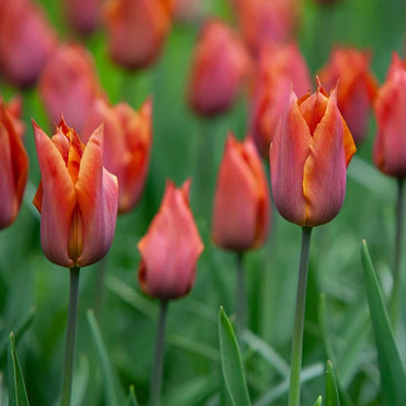 Request Tulip Seeds