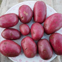 Strawberry Paw – Organic Potatoes Seed