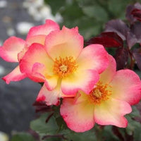 Watercolors Home Run Shrub Rose