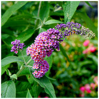 Violet Buddleia Davidii Plant Seeds for Planting – Heirloom, Non-GMO, Flowering Shrubs