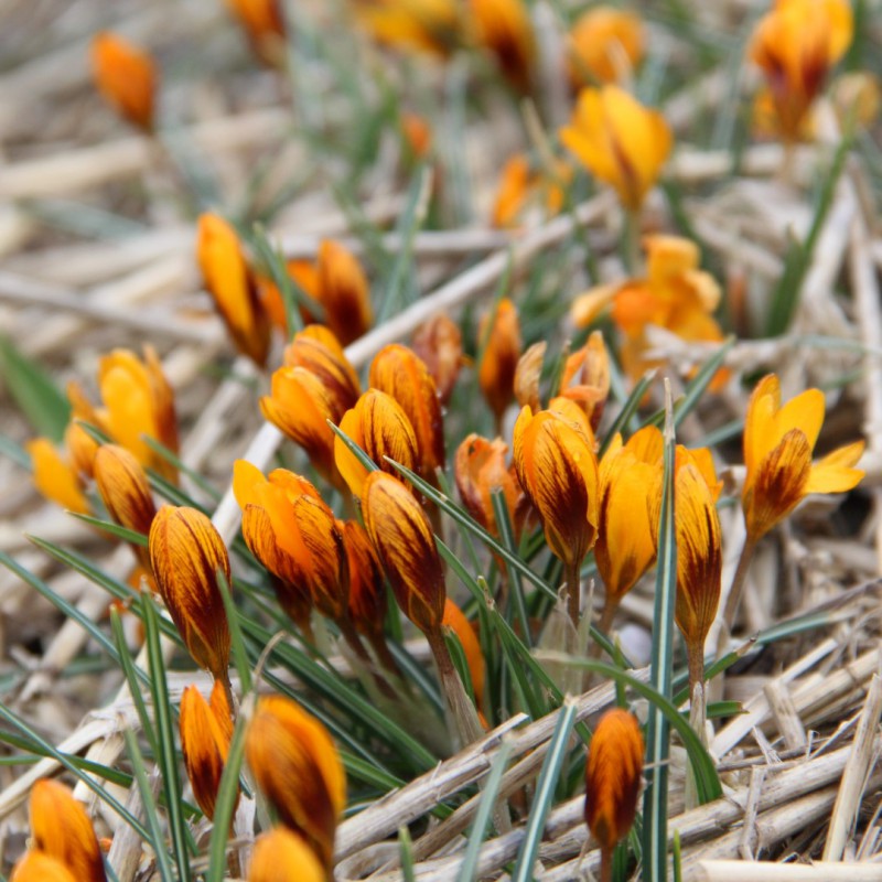 Orange Monarch Snow Crocus Seeds