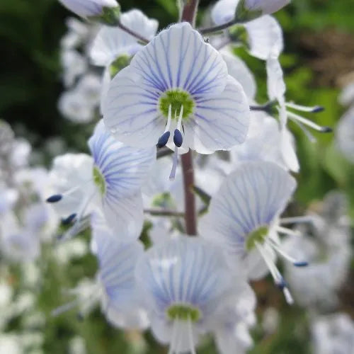 Gentian Speedwell