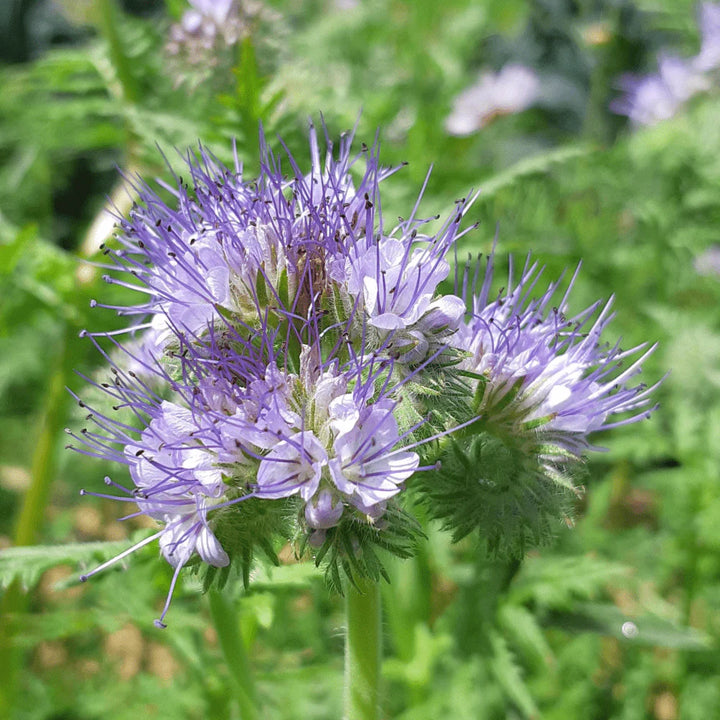 Heirloom Non-GMO Violet Lacy Phacelia Flower Seeds for Garden Pollinator Planting