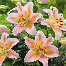 Salmon Party Oriental Carpet Border Lily Seeds