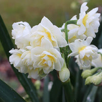 Jonquil- Erlicheer