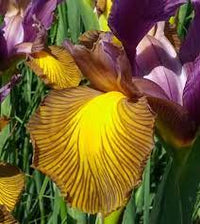 Picasso Dutch Iris Seeds