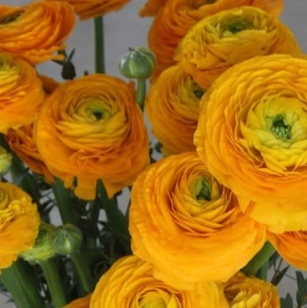 Ranunculus- Elegance Giallo 54-09