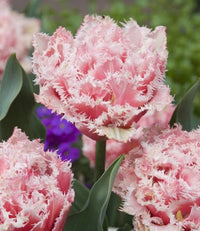 Queensland Tulip Seeds