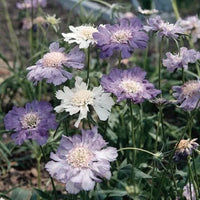 Isaac House Pincushion Flower Blend