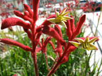 Kangaroo Paw- Red