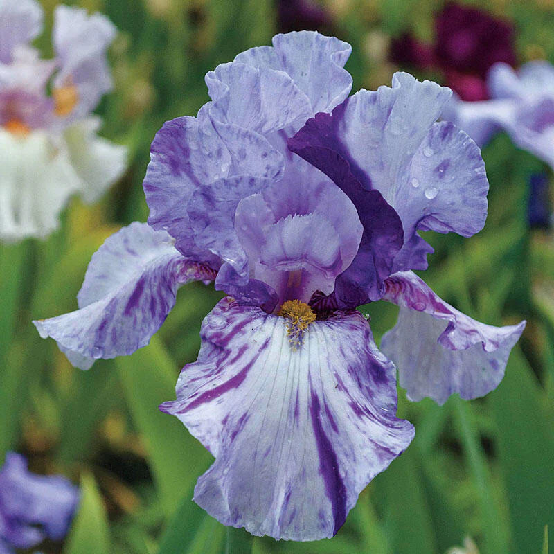 Elainealope Reblooming Bearded Iris