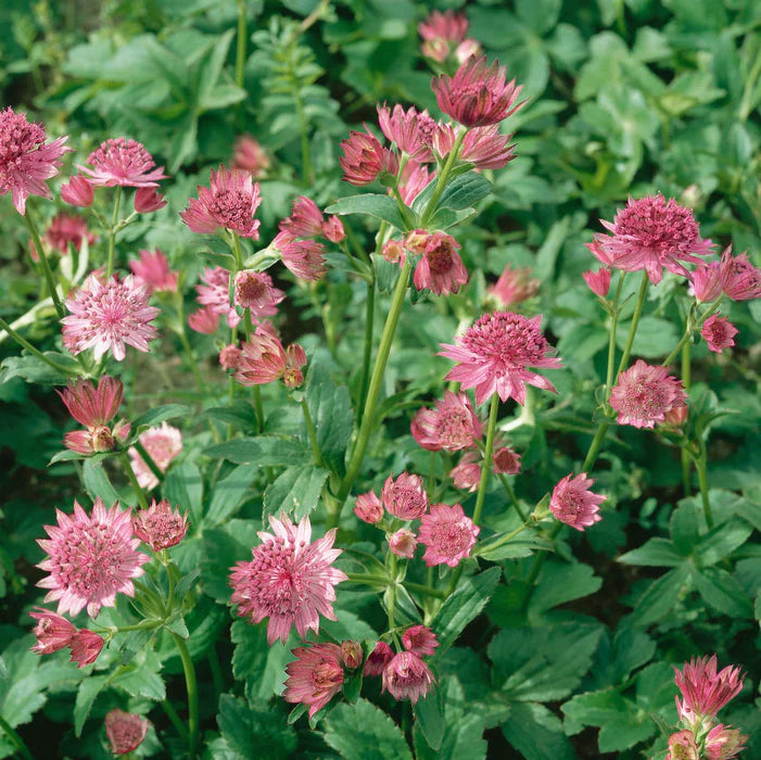 Rosea Astrantia
