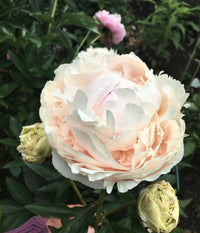 Solange Peony