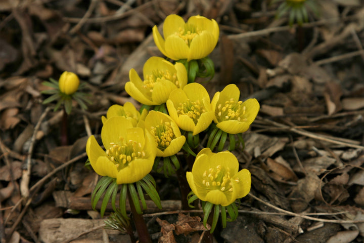 Heirloom Non-GMO Yellow Aconite Flower Seeds for Early Spring Gardens and Vibrant Bloom Displays