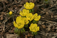 Heirloom Non-GMO Yellow Aconite Flower Seeds for Early Spring Gardens and Vibrant Bloom Displays