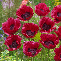 Heartbeat Oriental Poppy