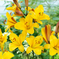 Oriental Trumpet Lily- Yellow Planet
