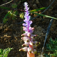Lachenalia- Mutabilis