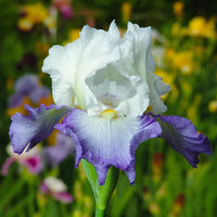 Gilt Edged Bond Bearded Iris