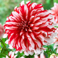 Heirloom Non-GMO Dahlia Santa Claus Flower Seeds for Garden Planting – Festive Red White Blooms
