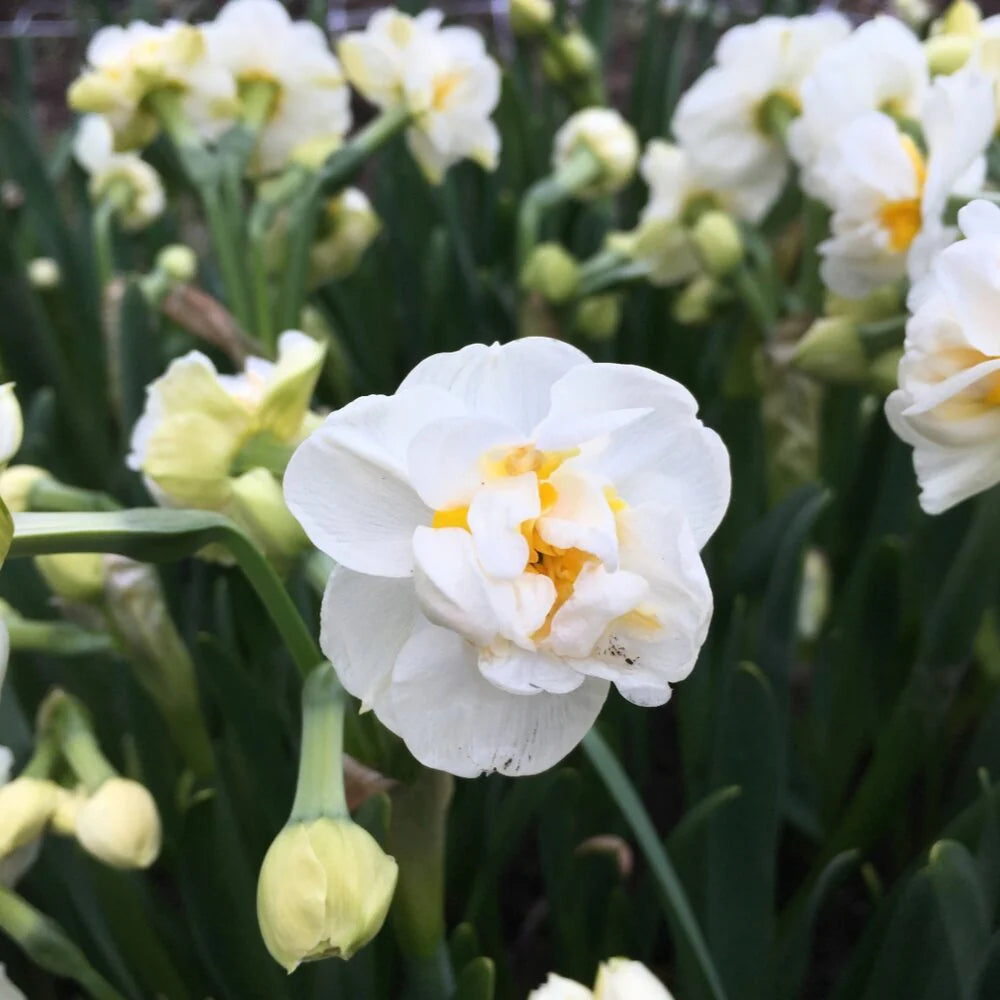 Jonquil- Bridal Crown