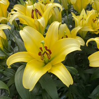 Gold Fever Oriental Carpet Border Lily Seeds