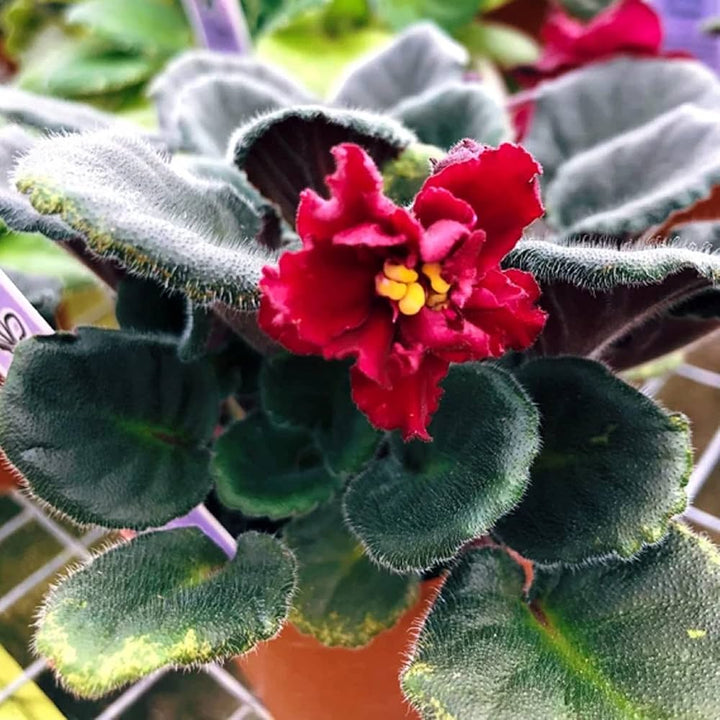 Red Saintpaulia African Violet Seeds – Heirloom, Non-GMO Flower Seeds for Planting Indoors