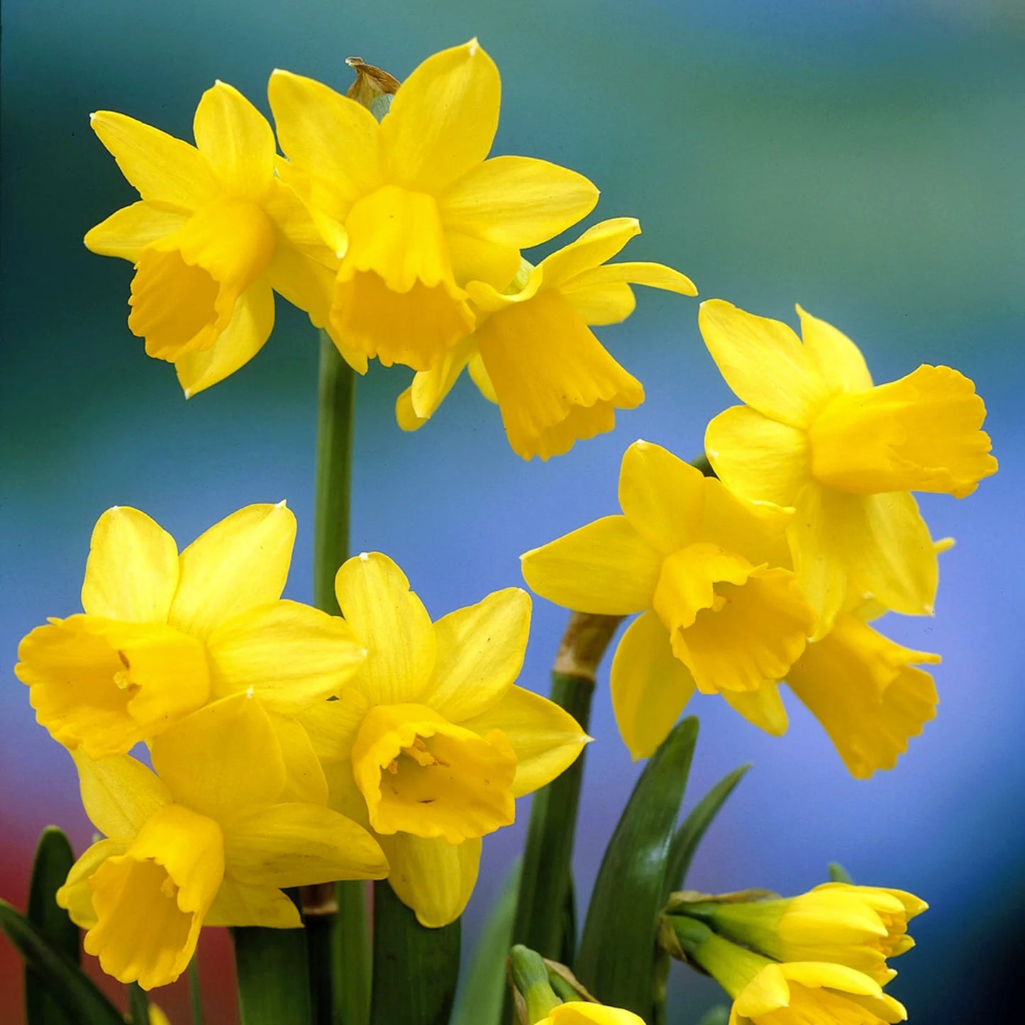Miniature Daffodil- Tete a Tete