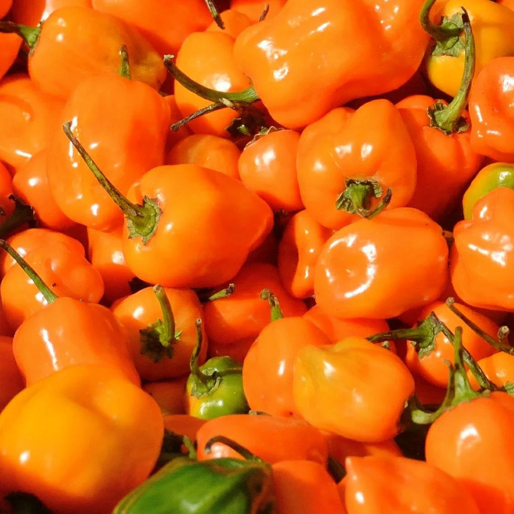 Habanero – Organic Hot Pepper Seed