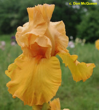 Penny Lane Reblooming Bearded Iris