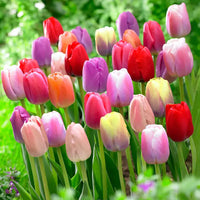 Perennial Tulip Mixture Seeds