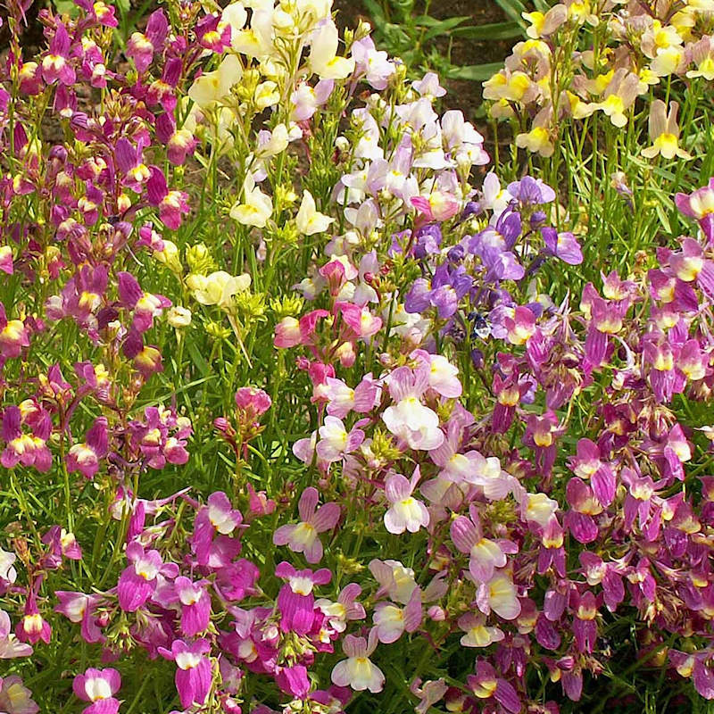 Linaria- Northern Lights Mix