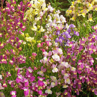 Linaria- Northern Lights Mix