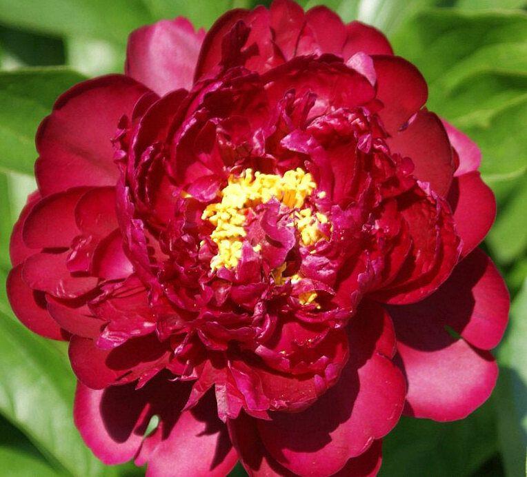 Peony Francoise Ortegat