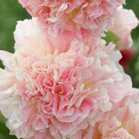 Peaches 'N Dreams Double Hollyhock