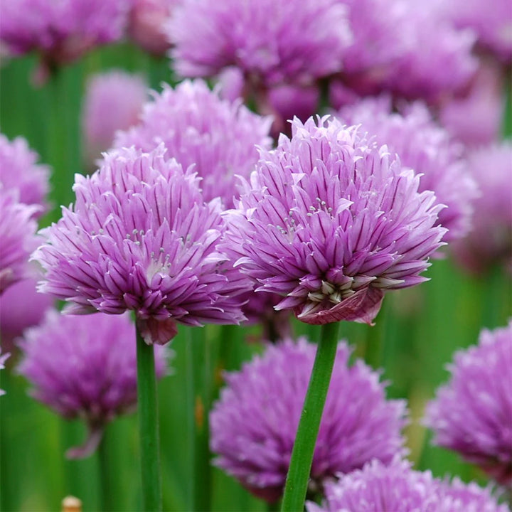 Heirloom Schoenoprasum Flower Seeds, Non-GMO Chive Herb Blooms for Culinary and Garden Planting
