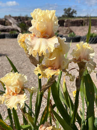 Cotillion Gown Bearded Iris