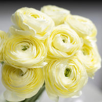 Ranunculus- Elegance Crema 43-99