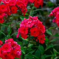Starfire Phlox