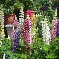 Lupin Pixie Dwarf Mixed Color Flower Seeds