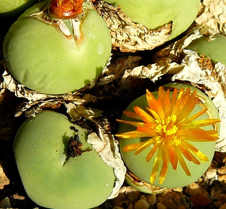 Conophytum Calculus Seeds for Planting – Organic, Heirloom, Non-GMO Rare Succulent Seeds