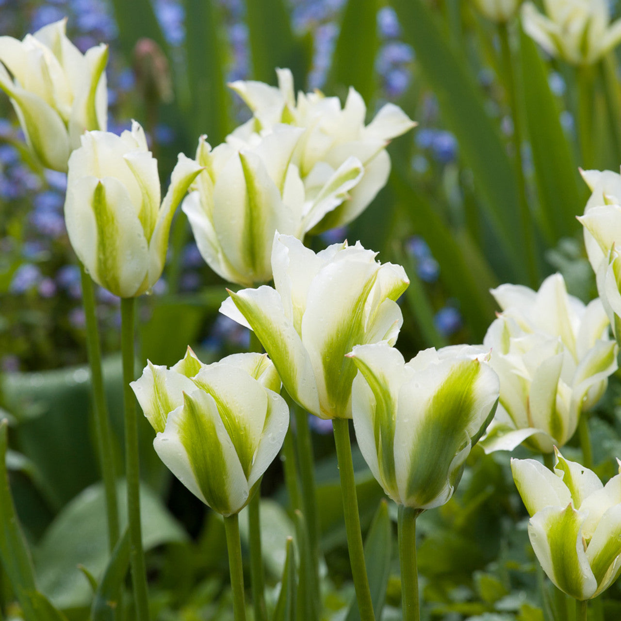 Spring Green Tulip Seeds