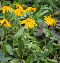 Arnica Flower Seeds for Garden Planting - 100