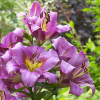 Purple Lady Lily Tree Seeds